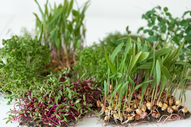 Free photo microgreens with seeds and roots germination of microgreens