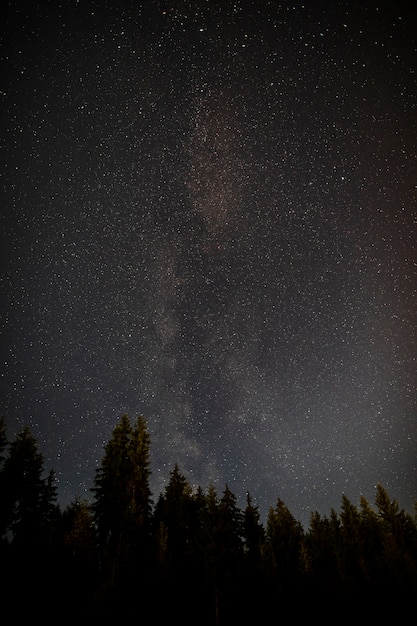 Midnight starry night with forest of evergreen trees