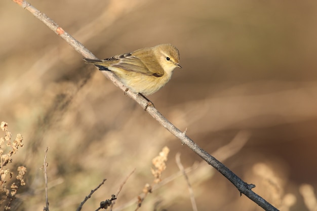 Free Photo migrant common chiffchaff  phylloscopus collybita,