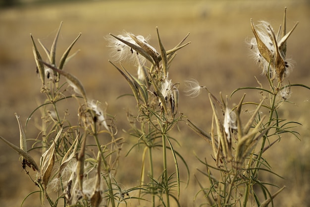 Free photo milkweed