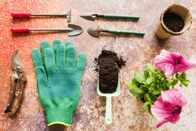 Free Photo mini gardening tools; secateurs; gloves; soil; peat pot with petunia flower plant on grunge backdrop