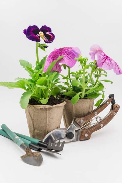 Free photo mini gardening tools; secateurs with petunia and pansy flower plants on white backdrop