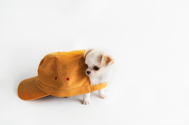 Miniature Chihuahua Dog Concept