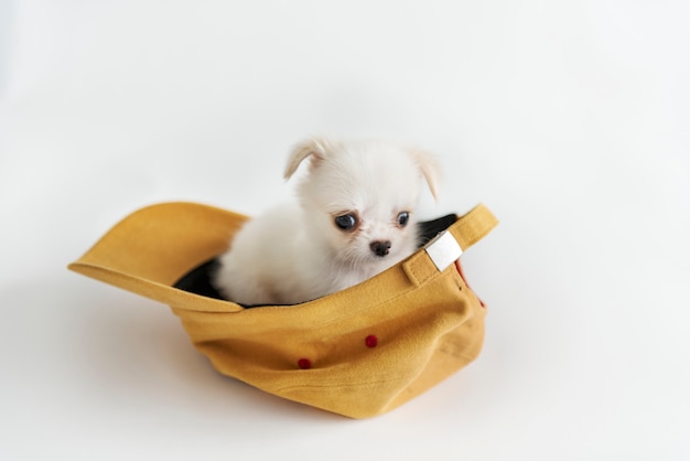 Free photo miniature chihuahua dog concept