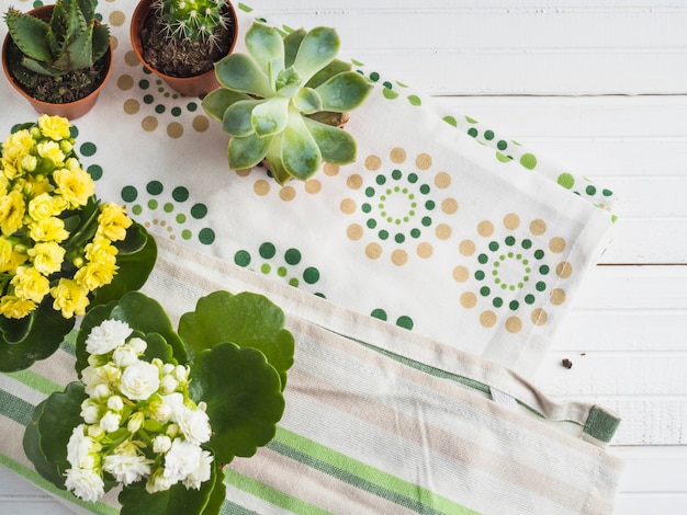 Free Photo miniature succulent potted plant on napkin over the table