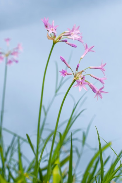 Minimal arrangement of natural plant