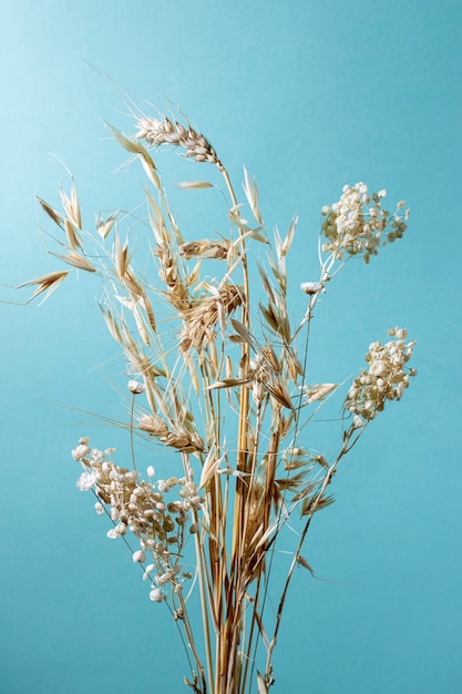 Free photo minimal composition of natural plant on a monochromatic background