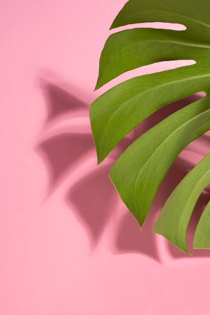 Minimal tropical leaf assortment