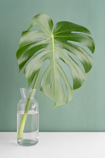 Minimal tropical leaf assortment