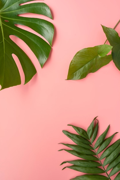 Free photo minimal tropical leaf assortment