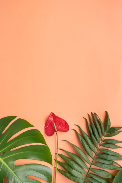 Free photo minimal tropical plant assortment