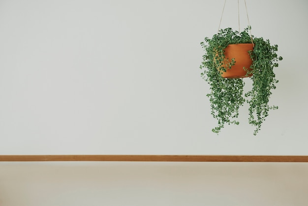 Free photo minimal wall with angel vine plant and wooden shelf