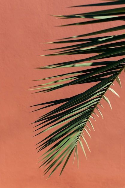 Free Photo minimalist assortment of natural plant on a monochromatic background