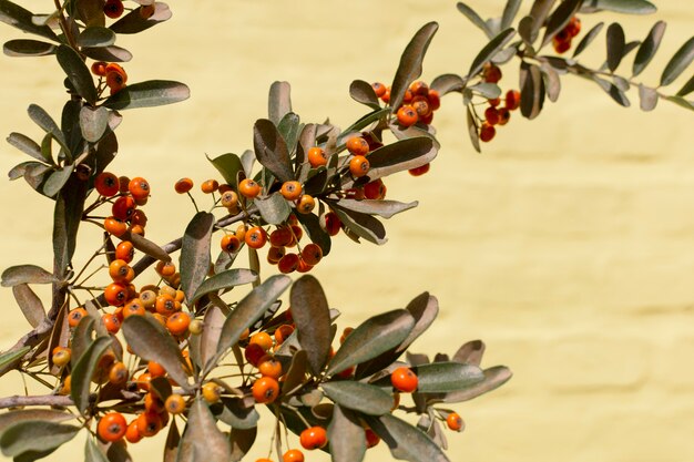 Minimalist assortment of natural plant