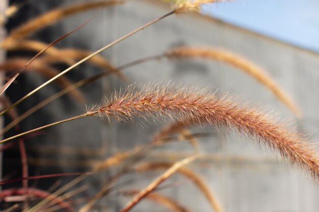 Minimalist assortment of natural plant