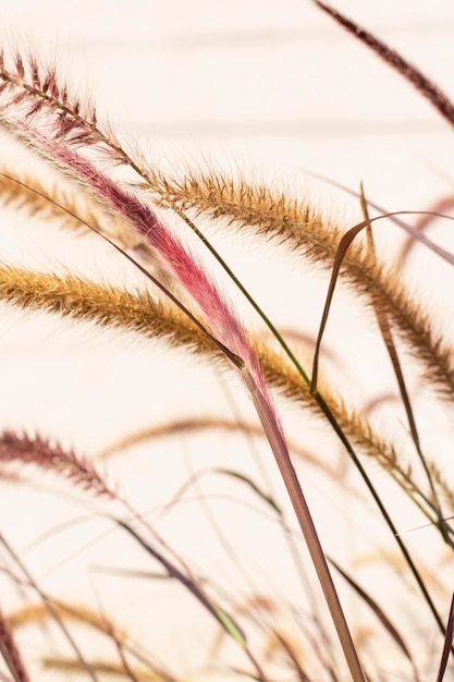 Minimalist assortment of natural plant