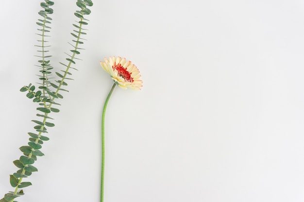 Minimalist composition with decorative plants