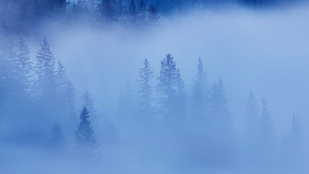 Misty beech forest on the mountain slope in a nature