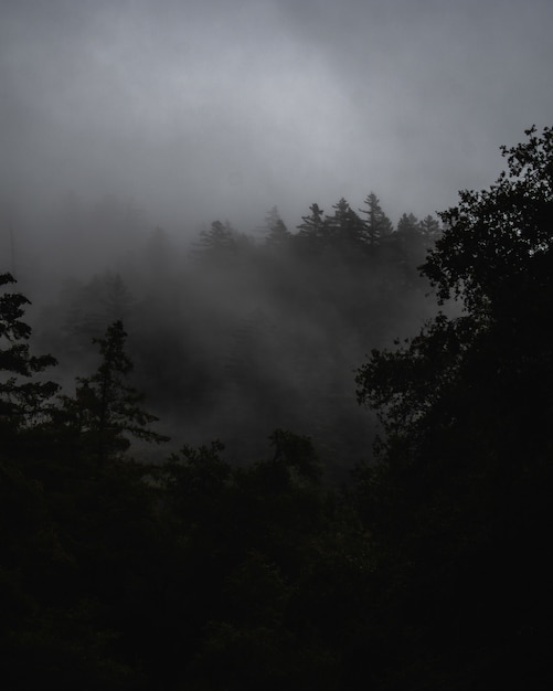 Free Photo misty landscape with a forest covered with fog under dark storm clouds