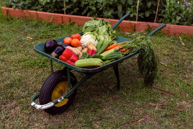 Mix of vegetables in wheelbarrow