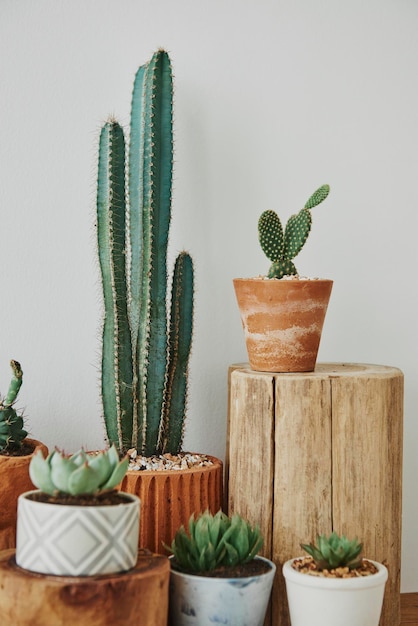 Mixed cacti and succulents in small pots