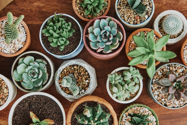 Mixed cacti and succulents in tiny pots