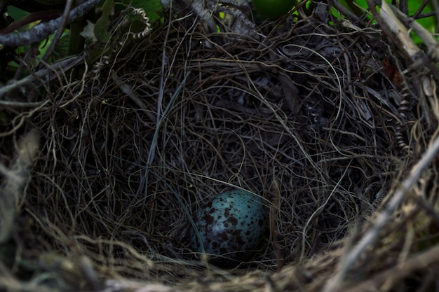 Mockingbird egg