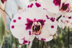 Free photo modern floral composition with elegant style