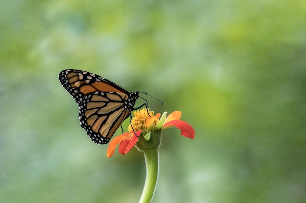 Monarch Butterfly on orange Mexican Sunflower green background