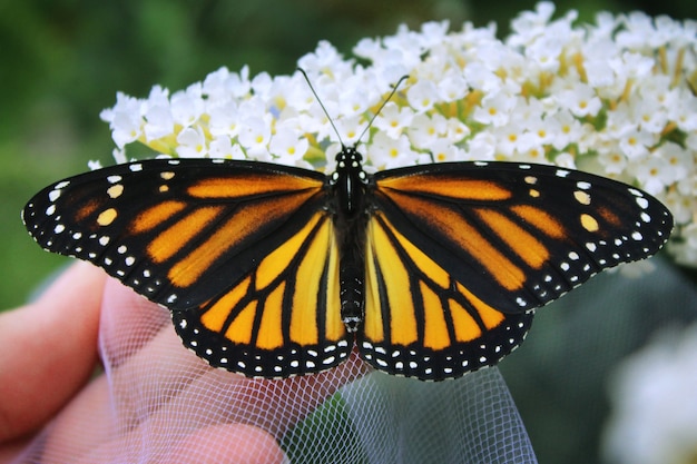 Free photo monarch on white flowers