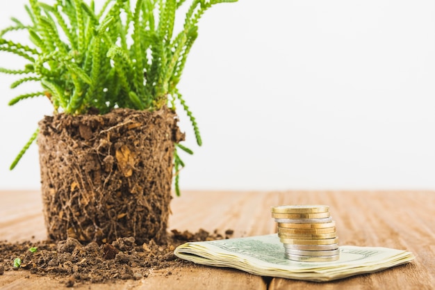 Free photo money with plant on table