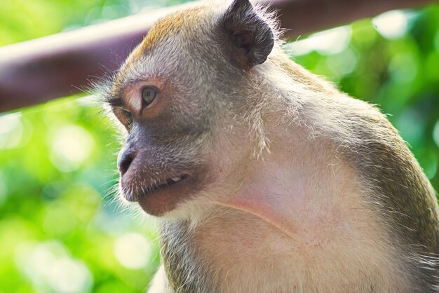 Monkey face close up