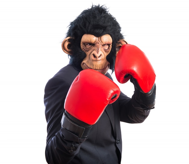 Free photo monkey man with boxing gloves