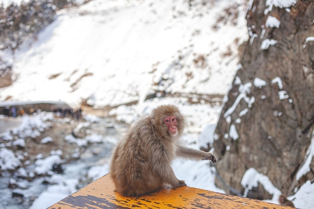 Free photo monkey in the nature