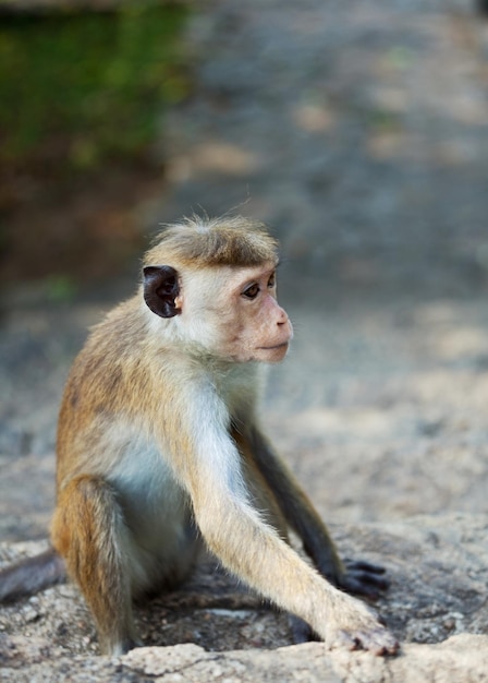 Free photo monkey on sri lanka