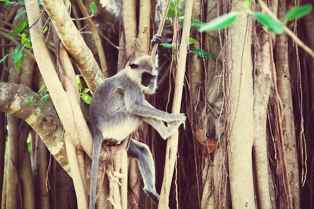 Monkey on Sri Lanka