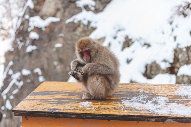 Monkey on a table