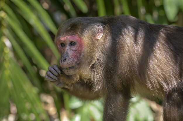 Monkey on tree in forest closeup