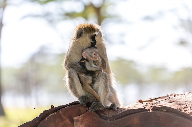 Monkey with cub Kenya