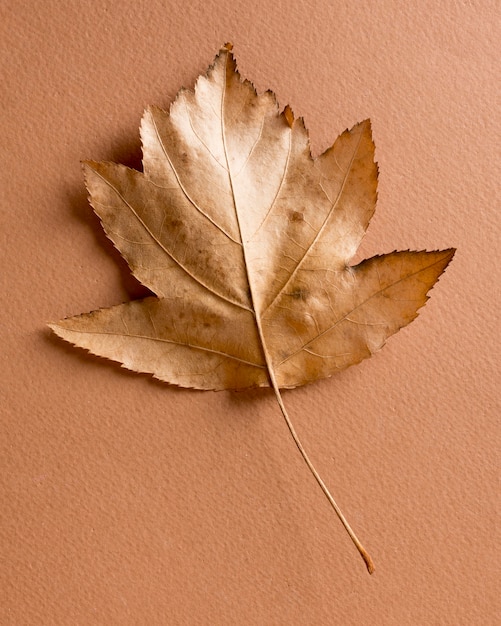 Free photo monochromatic still life composition with leaf