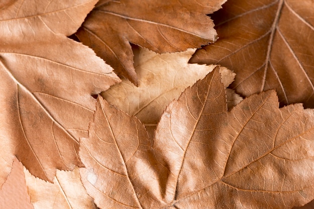 Free photo monochromatic still life composition with leaves