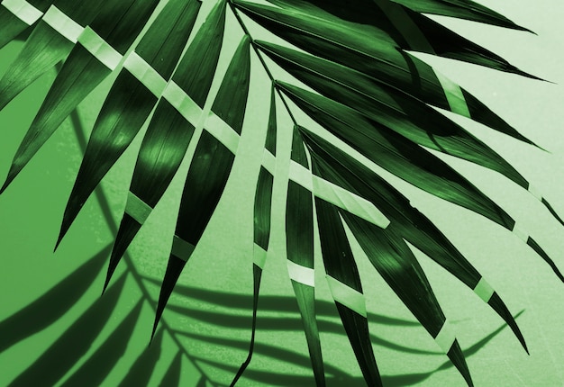 Free photo monochrome painted tropical fern leaves