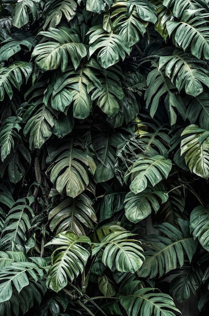 Monstera deliciosa plant leaves in a garden