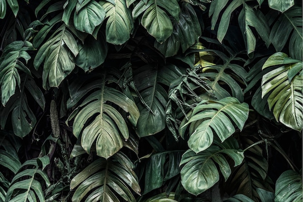 Free photo monstera deliciosa plant leaves in a garden