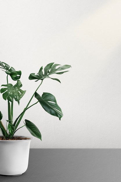 Monstera deliciosa plant in a pot by a white wall