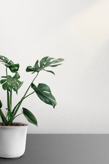 Monstera deliciosa plant in a pot by a white wall