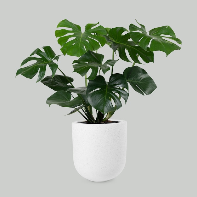 Monstera deliciosa plant in a pot