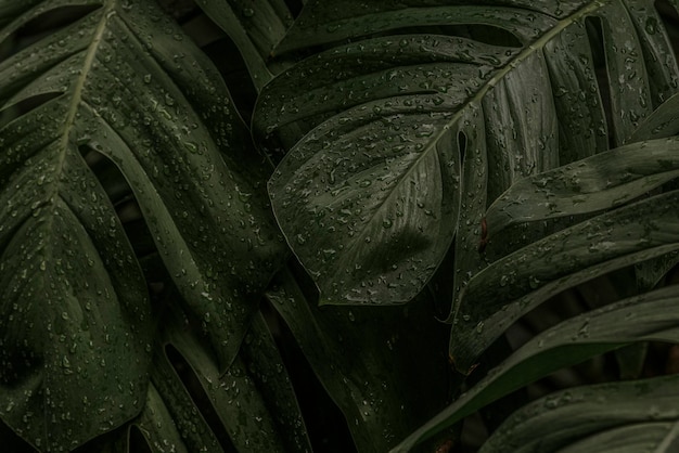 Free photo monstera desktop wallpaper background, wet leaves, vivid tone