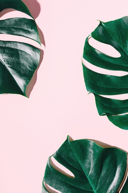 Monstera green leaves on pink