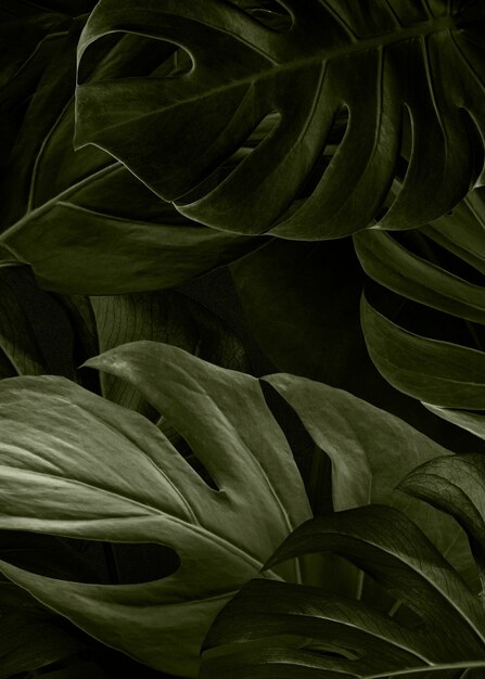 Monstera green nature background wallpaper